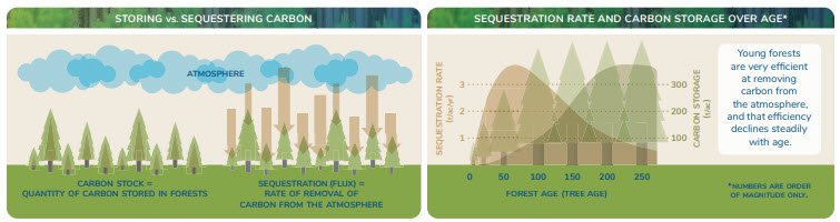 carbon storing v sequestration (rate and carbon storage) diagram of young forests